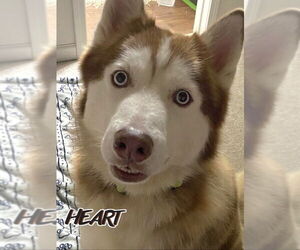 Siberian Husky Dogs for adoption in Severn, MD, USA