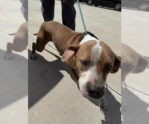 American Pit Bull Terrier Dogs for adoption in Fort Lauderdale, FL, USA