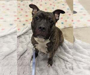 American Pit Bull Terrier-Unknown Mix Dogs for adoption in Millersville, MD, USA