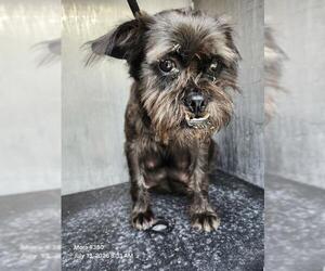 Mutt Dogs for adoption in San Antonio, TX, USA