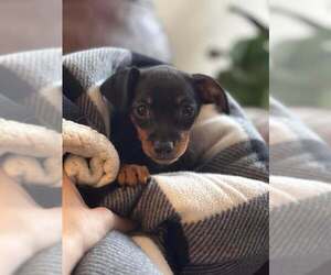 Chihuahua-Unknown Mix Dogs for adoption in Mechanicsburg, PA, USA