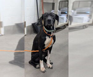 Labrador Retriever-Unknown Mix Dogs for adoption in Forestville, MD, USA