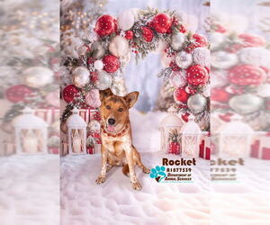 Mutt Dogs for adoption in Riverside, CA, USA