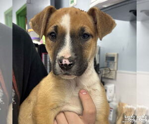 Mutt Dogs for adoption in Washington, DC, USA