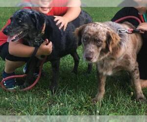 Australian Shepherd Dogs for adoption in Stephens City, VA, USA