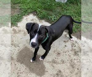 American Pit Bull Terrier Dogs for adoption in Clarkston, MI, USA