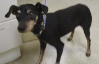 Miniature Pinscher Dogs for adoption in Riverside, CA, USA