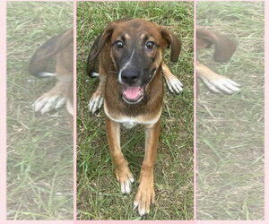 Feist Terrier-Plott Hound Mix Dogs for adoption in Virginia Beach, VA, USA