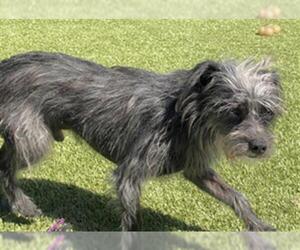 Mutt Dogs for adoption in San Martin, CA, USA
