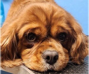 Cavalier King Charles Spaniel Dogs for adoption in Smithfield, PA, USA