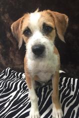 Medium Photo #1 Australian Shepherd-Border Terrier Mix Puppy For Sale in Phoenix , AZ, USA