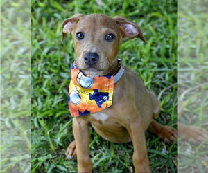 Doberman Pinscher-Unknown Mix Dogs for adoption in Lakewood, CO, USA