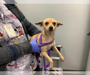 Chihuahua-Unknown Mix Dogs for adoption in San Martin, CA, USA