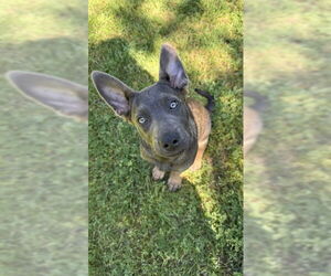 German Shepherd Dog Dogs for adoption in Stockton, CA, USA