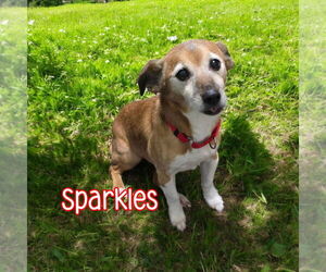 Dachshund-Jack Russell Terrier Mix Dogs for adoption in Port Clinton, OH, USA