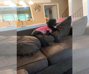 Labrador Retriever-Retriever  Mix Dogs for adoption in Gainesville, VA, USA