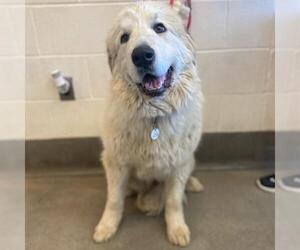 Great Pyrenees Dogs for adoption in Forestville, MD, USA