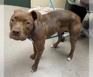 American Pit Bull Terrier Dogs for adoption in Pasadena, CA, USA