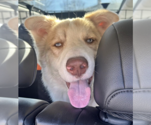 Australian Retriever Dogs for adoption in Brooklyn, NY, USA