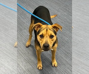 Mutt Dogs for adoption in Tarboro, NC, USA