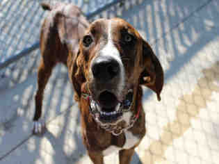 Plott Hound Dogs for adoption in Bowling Green, OH, USA