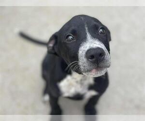 American Pit Bull Terrier-Unknown Mix Dogs for adoption in Tulsa, OK, USA