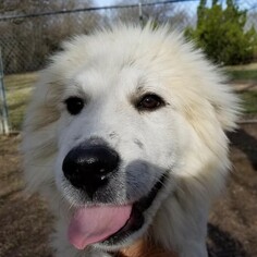 Medium Photo #1 Great Pyrenees-Unknown Mix Puppy For Sale in Spring, TX, USA