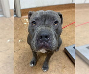 American Pit Bull Terrier Dogs for adoption in Sacramento, CA, USA