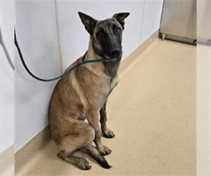 Mutt Dogs for adoption in Placerville, CA, USA