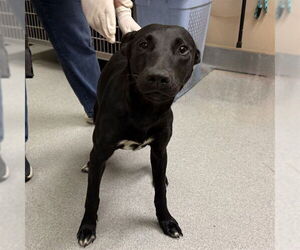 Mutt Dogs for adoption in Rancho Cucamonga, CA, USA