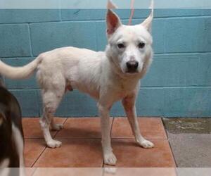 Siberian Husky Dogs for adoption in Downey, CA, USA