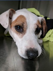 Jack Russell Terrier Dogs for adoption in Albemarle, NC, USA