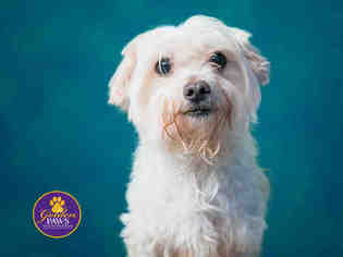 Medium Photo #1 Maltese Puppy For Sale in Norfolk, VA, USA