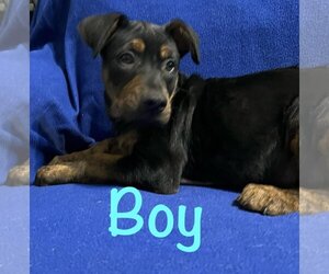 Rottweiler-Unknown Mix Dogs for adoption in Brooksville, FL, USA