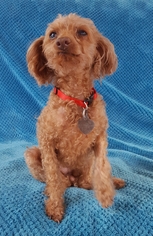 Poodle (Miniature) Dogs for adoption in Colorado Springs , CO, USA
