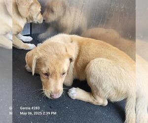 Mutt Dogs for adoption in San Antonio, TX, USA