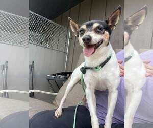 Jack Chi Dogs for adoption in Unionville, PA, USA
