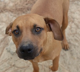 Black Mouth Cur Dogs for adoption in Canton, CT, USA