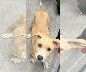 Labrador Retriever-Unknown Mix Dogs for adoption in Sterling, MA, USA