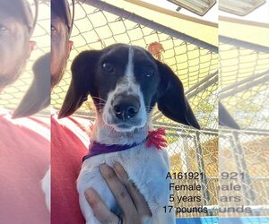 Beagle-Unknown Mix Dogs for adoption in Calgary, Alberta, Canada