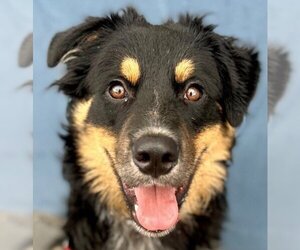 Australian Shepherd-Unknown Mix Dogs for adoption in Lake Forest, CA, USA