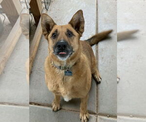 German Shepherd Dog-Unknown Mix Dogs for adoption in Chandler, AZ, USA