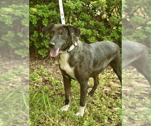 Mutt Dogs for adoption in Oak Bluffs, MA, USA