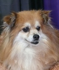 Pomeranian Dogs for adoption in REDDING, CA, USA