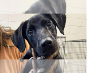 Labrador Retriever-Unknown Mix Dogs for adoption in Abbeville, LA, USA