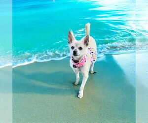 Chihuahua Dogs for adoption in Menifee, CA, USA