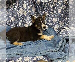 Siberian Husky-Unknown Mix Dogs for adoption in Modesto, CA, USA