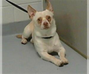 Chihuahua Dogs for adoption in St. Cloud, FL, USA