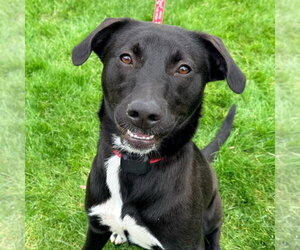 Labrador Retriever-Unknown Mix Dogs for adoption in Canton, CT, USA