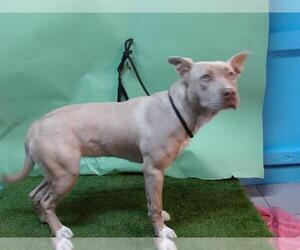 American Pit Bull Terrier Dogs for adoption in Downey, CA, USA